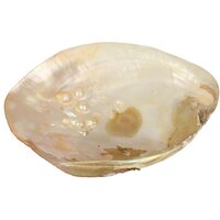 Parelmoeren Schelp met Parels