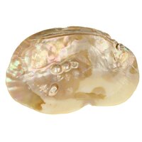 Parelmoeren Schelp met Parels