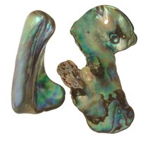 Abalone schelp (2 stuks )