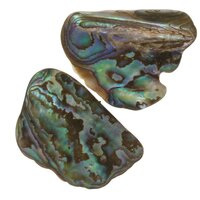 Abalone schelp (2 stuks )