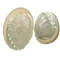 Abalone schelp (2 stuks )