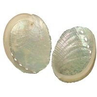 Abalone schelp (2 stuks )