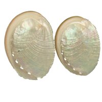 Abalone schelp (2 stuks )