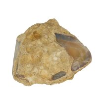 Versteend Hout met Opaal uit Australië