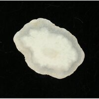 Solar Quartz (Zonnekwarts)